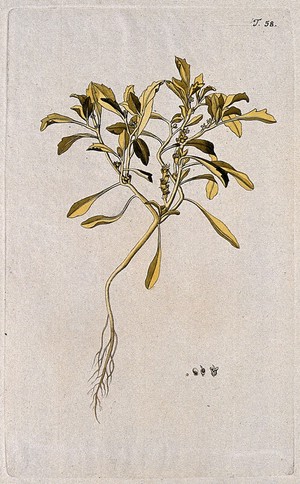 view Rose of Jericho (Anastatica hierochuntica L.): entire flowering and fruiting plant with separate flower, fruit and seed. Coloured engraving after F. von Scheidl, 1770.