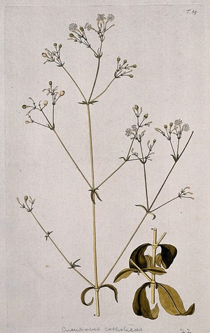 view Campion (Silene catholica): two sections of flowering and fruiting stem. Coloured engraving after F. von Scheidl, 1770.