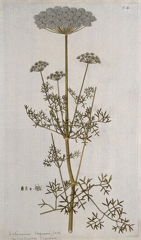 Selinum seguieri Jacq.: flowering stem with separate flower and fruit. Coloured engraving after F. von Scheidl, 1770.