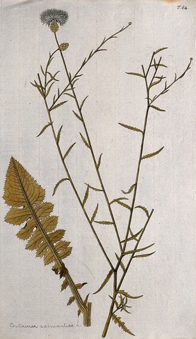 Knapweed (Centaurea sp.): flowering stem with separate leaf. Coloured engraving after F. von Scheidl, 1770.