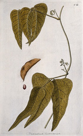 Lima bean (Phaseolus lunatus L.): flowering stem with separate pod and seed. Coloured engraving after F. von Scheidl, 1770.
