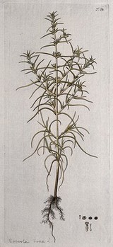 A plant (Salsola soda L.) related to saltwort: entire fruiting plant with separate segments of flower, fruit and seed. Coloured engraving after F. von Scheidl, 1770.