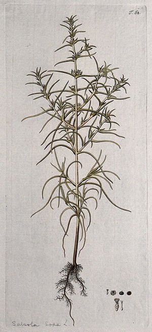 view A plant (Salsola soda L.) related to saltwort: entire fruiting plant with separate segments of flower, fruit and seed. Coloured engraving after F. von Scheidl, 1770.