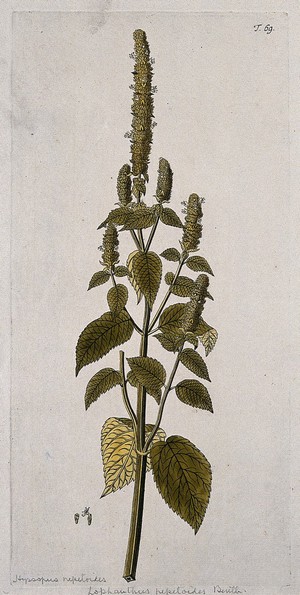 view Hyssop (Hyssopus nepetoides): flowering stem with separate floral segments. Coloured engraving after F. von Scheidl, 1770.