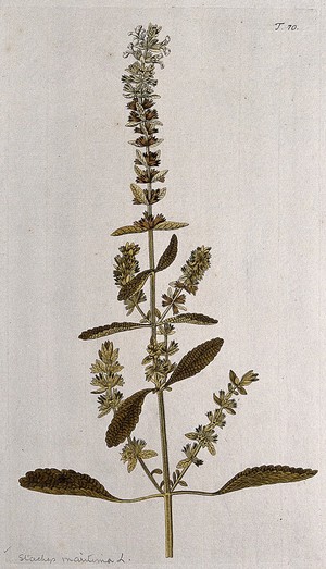 view A plant (Stachys maritima L.) related to betony: flowering and fruiting stem. Coloured engraving after F. von Scheidl, 1770.