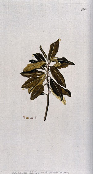 view Myrsine melanophleos: flowering stem with separate floral segments. Coloured engraving after F. von Scheidl, 1770.