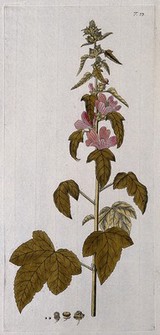 Lavatera olbia L.: flowering stem with separate sections of fruit and seed. Coloured engraving after F. von Scheidl, 1770.