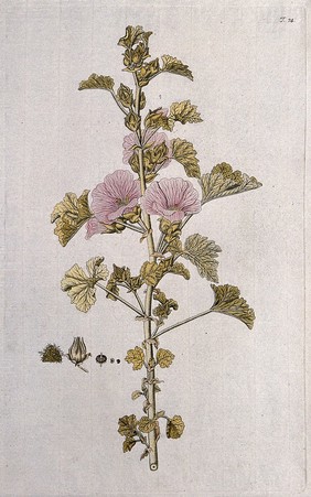 Lavatera triloba: flowering stem with separate sections of flower, fruit and seed. Coloured engraving after F. von Scheidl, 1770.