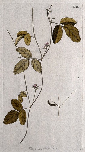 A plant (Glycine striata), related to soya bean: flowering stem with separate fruit and seed. Coloured engraving after F. von Scheidl, 1770.