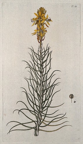 Yellow asphodel (Asphodeline lutea (L.) Reichb.): flowering stem with separate fruit and seed. Coloured engraving after F. von Scheidl, 1770.