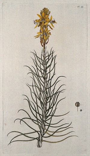 view Yellow asphodel (Asphodeline lutea (L.) Reichb.): flowering stem with separate fruit and seed. Coloured engraving after F. von Scheidl, 1770.