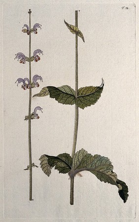 A plant (Salvia indica L.) related to sage: two sections of a flowering stem. Coloured engraving after F. von Scheidl, 1770.