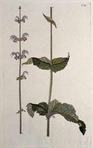 view A plant (Salvia indica L.) related to sage: two sections of a flowering stem. Coloured engraving after F. von Scheidl, 1770.