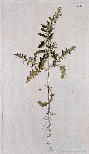 view A plant (Sisymbrium sp.) related to hedge mustard: entire flowering plant. Coloured engraving after F. von Scheidl, 1770.