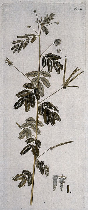 view A plant (Desmanthus virgatus) related to the sensitive plant: flowering and fruiting stem with separate floral segments . Coloured engraving after F. von Scheidl, 1770.