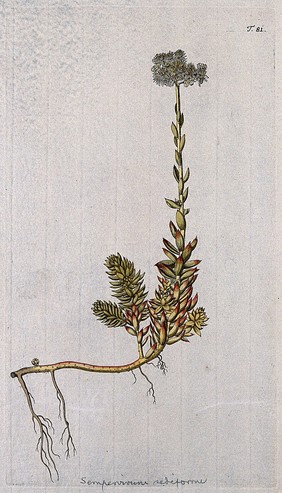 Stonecrop (Sedum rupestre L.): flowering stem with roots. Coloured engraving after F. von Scheidl, 1770.