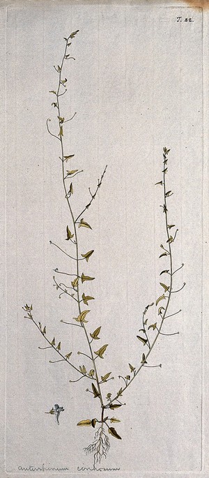 view Toadflax (Linaria cirrhosa): entire flowering plant with separate flower. Coloured engraving after F. von Scheidl, 1770.