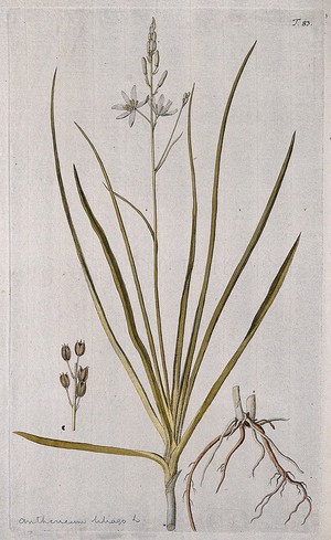 view St. Bernard's lily (Anthericum liliago L.): flowering stem with separate rootstock and cluster of fruits. Coloured engraving after F. von Scheidl, 1770.