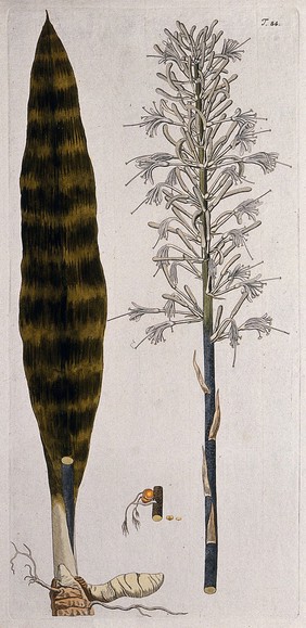 Sansevieria hyacinthoides (L.) Druce: inflorescence with separate leaf with part of rootstock and fruit. Coloured engraving after F. von Scheidl, 1770.