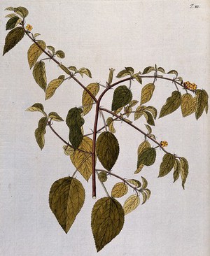 view A plant (Corchorus trilocularis L.) related to jute: flowering and fruiting stem. Coloured engraving after F. von Scheidl, 1770.