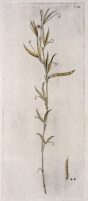 Vetchling (Lathyrus inconspicuus): flowering and fruiting stem with separate fruit and seed. Coloured engraving after F. von Scheidl, 1770.
