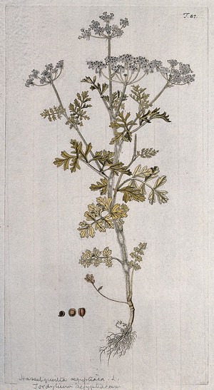 view Tordylium aegyptiacum: entire flowering plant with separate fruit and seed. Coloured engraving after F. von Scheidl, 1770.