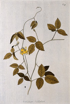 A plant (Vigna glabra) related to cowpea: flowering and fruiting stem with separate seed. Coloured engraving after F. von Scheidl, 1770.