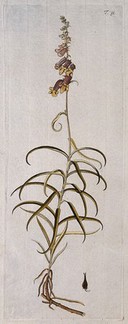 Foxglove (Digitalis obscura L.): flowering stem with separate fruit and seed. Coloured engraving after F. von Scheidl, 1770.