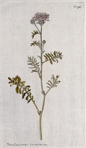 Knapweed (Centaurea cineraria): flowering stem. Coloured engraving after F. von Scheidl, 1770.