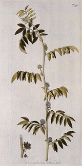 A plant (Glycyrrhiza echinata) related to liquorice plant: flowering stem with separate fruit. Coloured engraving after F. von Scheidl, 1770.