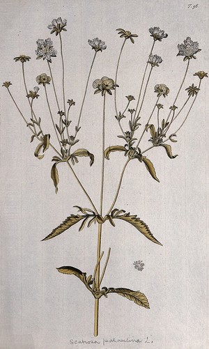 view Scabious (Scabiosa palaestina L.): flowering stem and separate flower. Coloured engraving after F. von Scheidl, 1770.