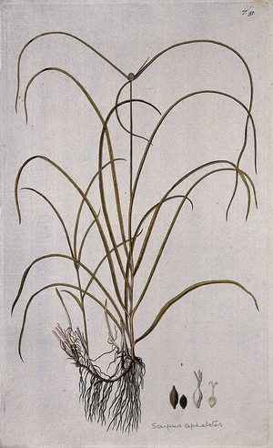 view Scirpus cephalotes: flowering stem with root and separate segments of flower and fruit. Coloured engraving after F. von Scheidl, 1770.