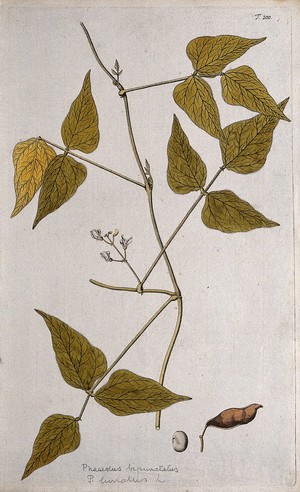 view Lima bean (Phaseolus lunatus L.): flowering stem with separate fruit and seed. Coloured etching after F.A. von Scheidl, 1770.