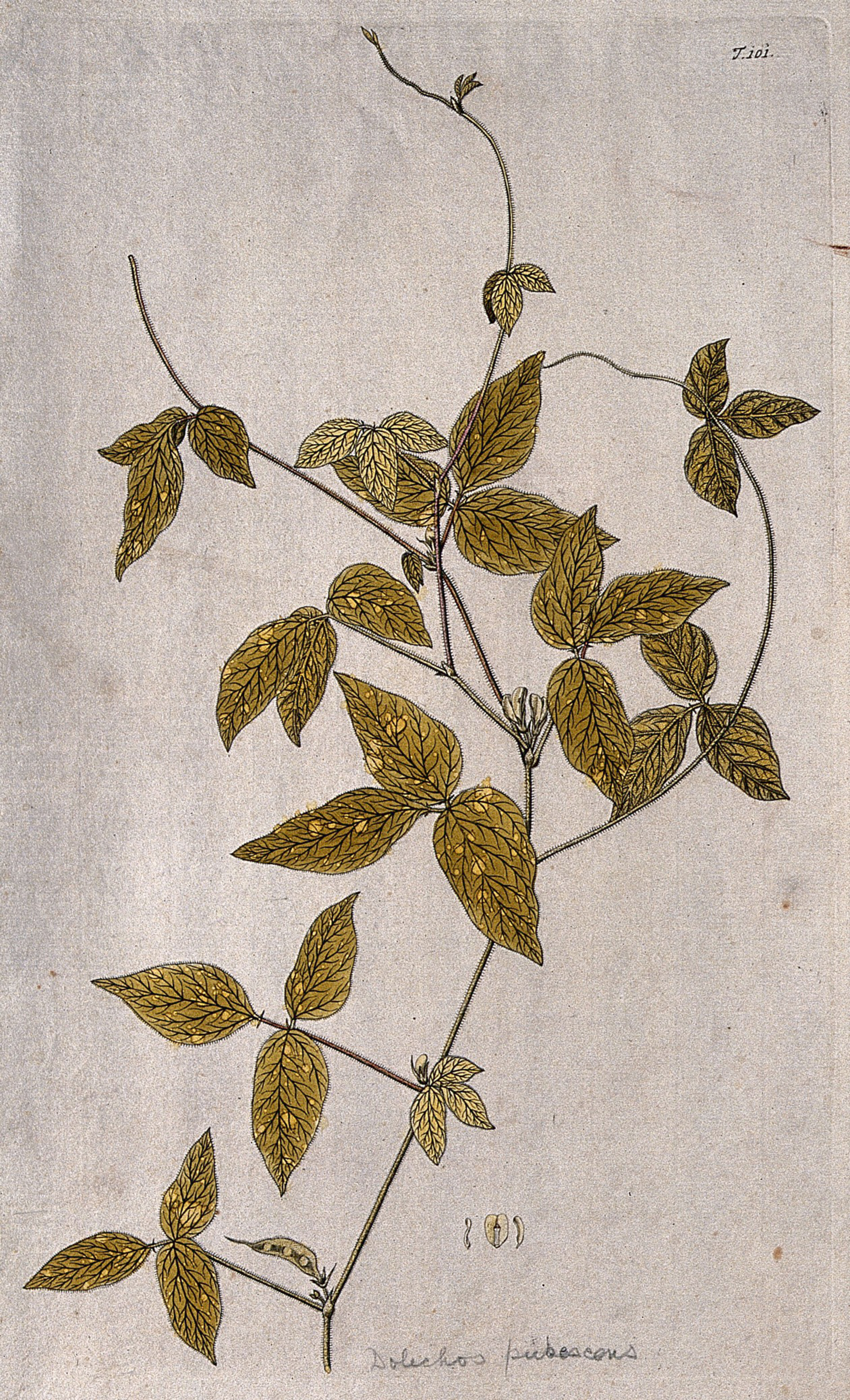 Dolichos pubescens: flowering and fruiting stem with separate floral segments. Coloured engraving after F. von Scheidl, 1772.