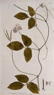 A plant (Vigna capensis) related to cowpea: flowering and fruiting stem with separate fruit and petals. Coloured engraving after F. von Scheidl, 1772.