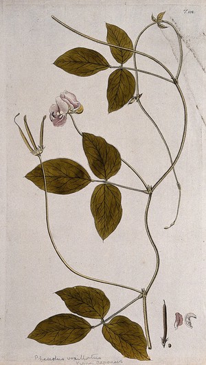 view A plant (Vigna capensis) related to cowpea: flowering and fruiting stem with separate fruit and petals. Coloured engraving after F. von Scheidl, 1772.