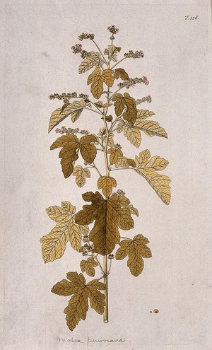 view Mallow (Malva peruviana): flowering and fruiting stem with separate fruit. Coloured engraving after F. von Scheidl, 1772.