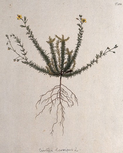 Rockrose (Helianthemum laevipes): entire flowering and fruiting plant. Coloured engraving after F. von Scheidl, 1772.