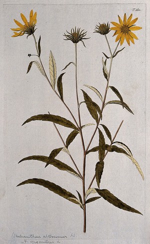 view Sunflower (Helianthus giganteus L.): flowering stem. Coloured engraving after F. von Scheidl, 1772.