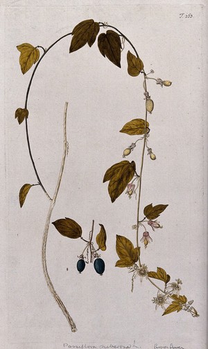 view Passion flower (Passiflora suberosa L.): flowering and fruiting stem with separate mature fruit. Coloured engraving after F. von Scheidl, 1772.