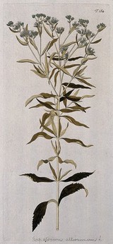 Eupatorium altissimum L.: flowering stem. Coloured engraving after F. von Scheidl, 1772.