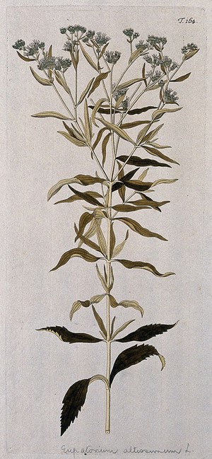 view Eupatorium altissimum L.: flowering stem. Coloured engraving after F. von Scheidl, 1772.