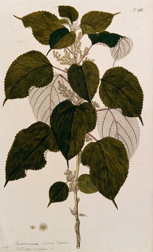 view Nettle (Urtica nivea L.): flowering stem with separate flower and fruit. Coloured engraving after F. von Scheidl, 1772.