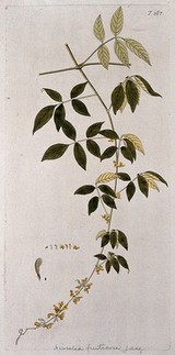 Nissolia fruticosa Jacq.: flowering stem with separate floral segments, fruit and seed. Coloured engraving after F. von Scheidl, 1772.