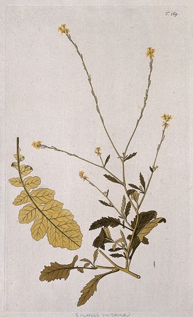 Brassica adpressa Bois: flowering stem with separate leaf. Coloured engraving after F. von Scheidl, 1772.