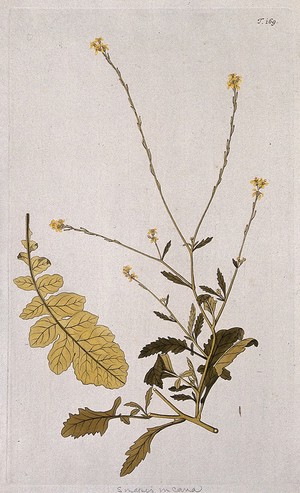 view Brassica adpressa Bois: flowering stem with separate leaf. Coloured engraving after F. von Scheidl, 1772.