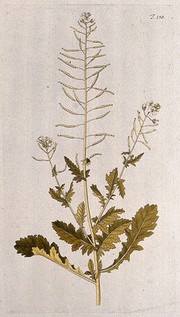 White rocket (Diplotaxis erucoides (L.) DC): flowering and fruiting stem. Coloured engraving after F. von Scheidl, 1772.