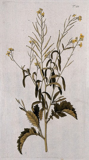 view Indian mustard or rai (Brassica juncea (L.) Czerniak.): flowering and fruiting stem. Coloured engraving after F. von Scheidl, 1772.