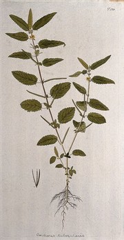 A plant (Corchorus trilocularis) related to jute: entire flowering and fruiting plant with separate fruit and seed. Coloured engraving after F. von Scheidl, 1772.