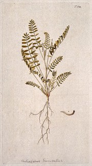 Goat's-thorn (Astragalus trimestris): entire flowering and fruiting plant with separate fruit and seed. Coloured engraving after F. von Scheidl, 1772.